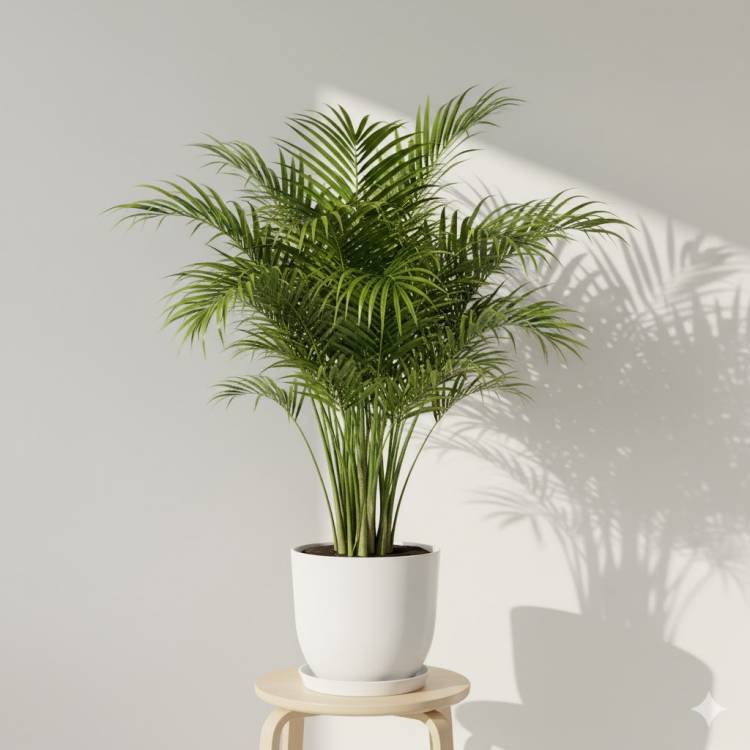 Арека Арека