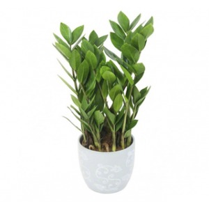 Замиокулькас