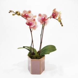 Орхидея в горшке