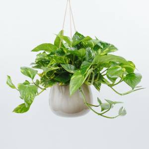 Висячие растения Pothos