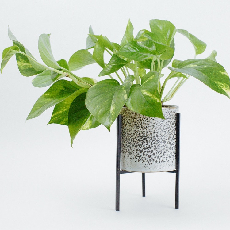 Комнатный цветок Pothos